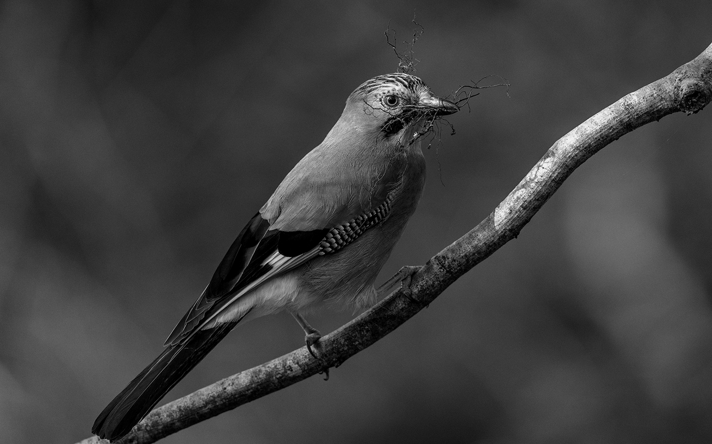 Joonhyeok Heo，Junyoung Jang，CLIPPY，Mood Lamp，bionics，product design，