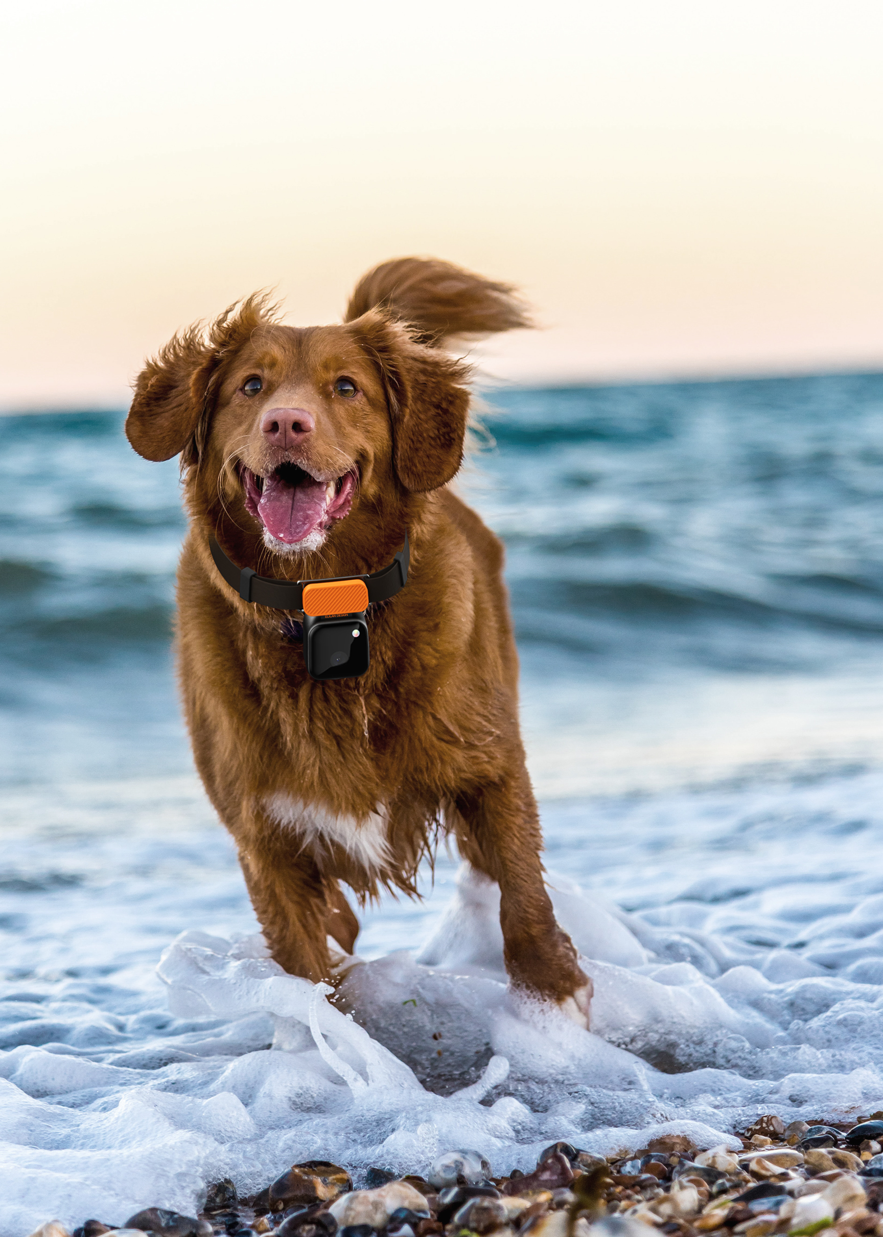 Product service，Pet Supplies & Pet，Consumer electronics，industrial design，Pet technology，gps，3C products，