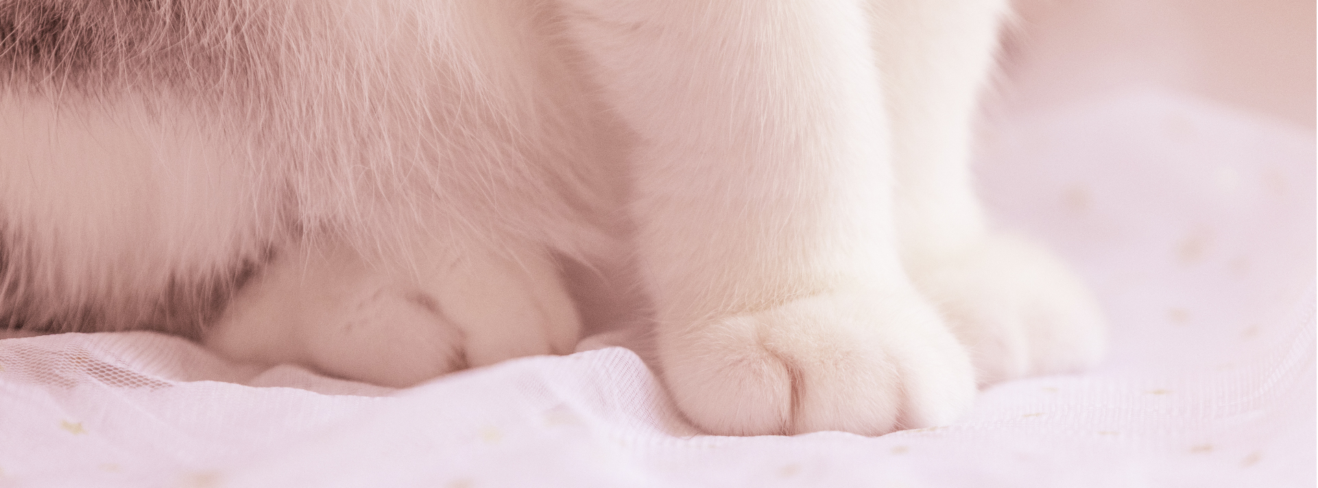 Children's water cup，Women's water cup，Fashion Wear，Net red water cup，Normal temperature water cup，good-looking，Internet celebrity，vacuum cup，