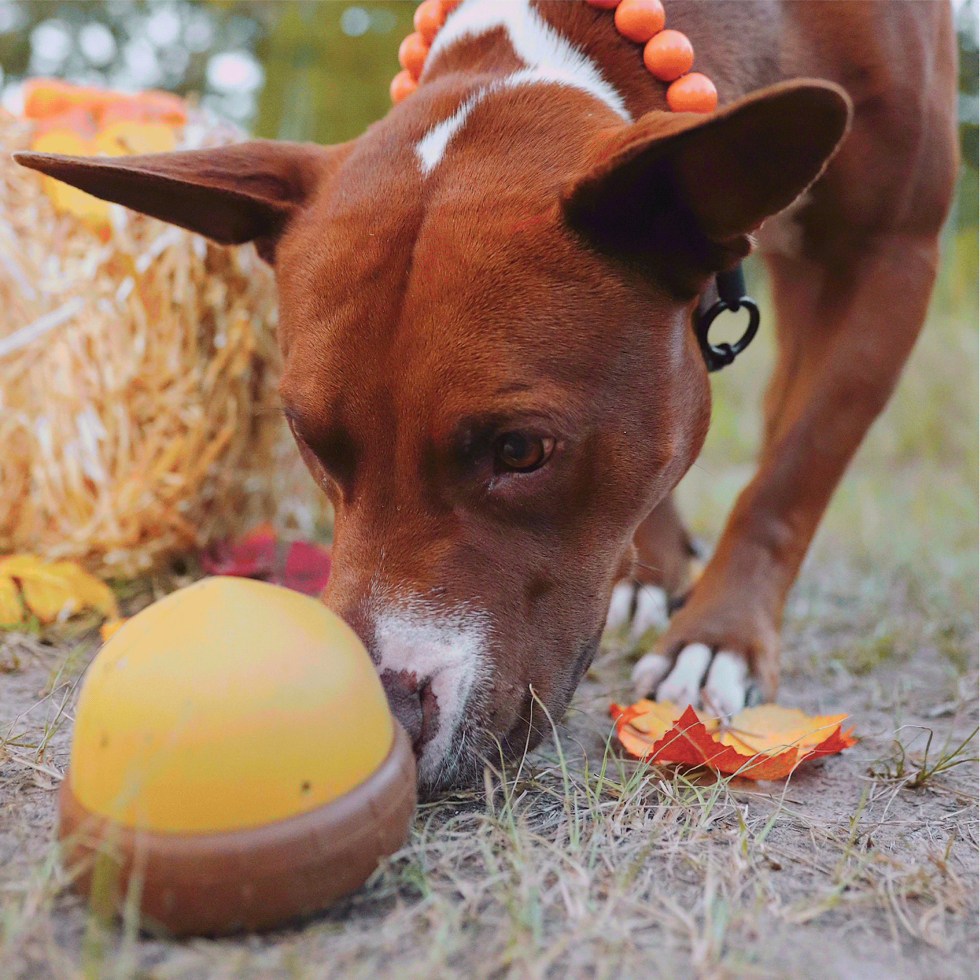 Jake Brosius，3D printing，Toys，Designed for dogs，Super chew，Super Chewer，