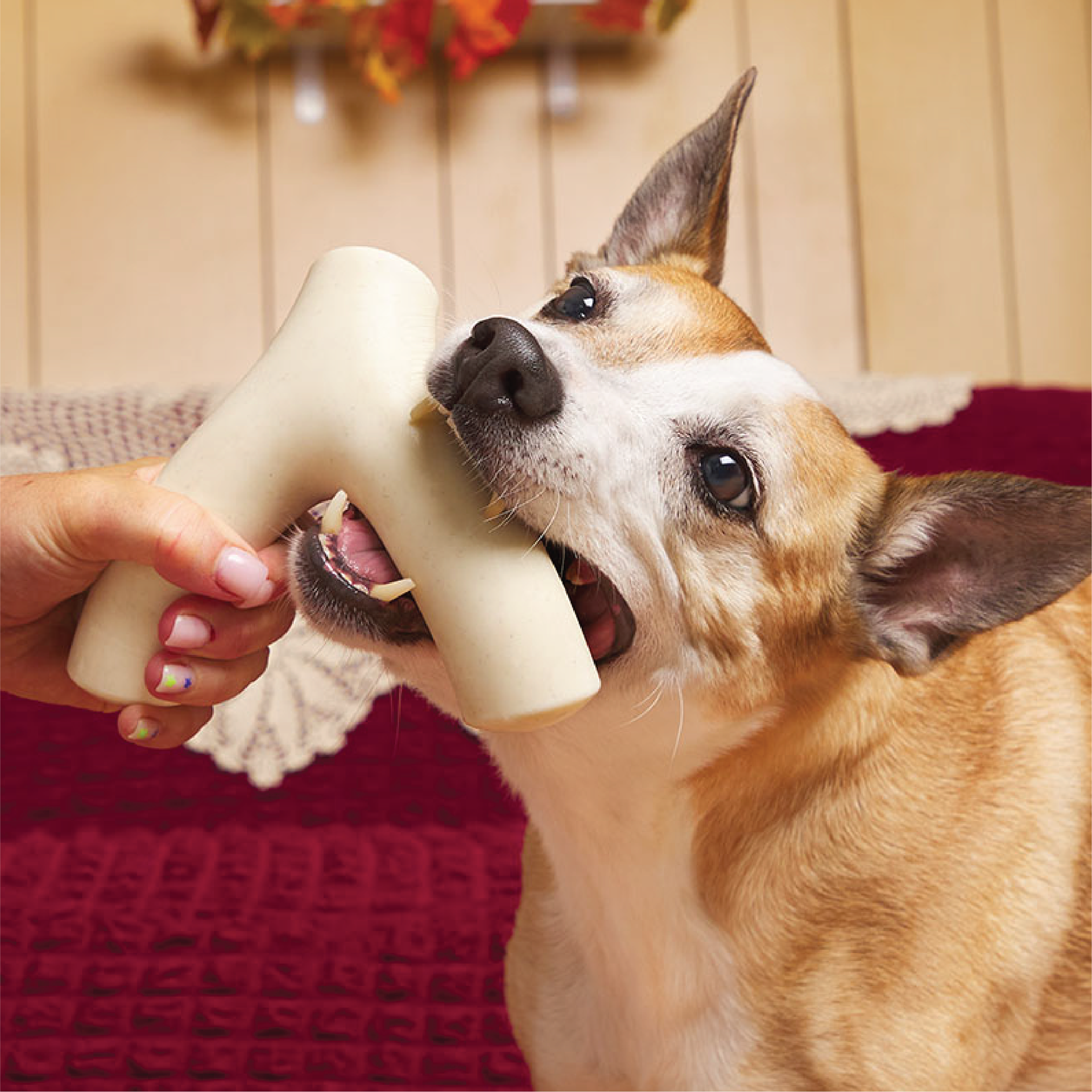 Jake Brosius，3D printing，Toys，Designed for dogs，Super chew，Super Chewer，