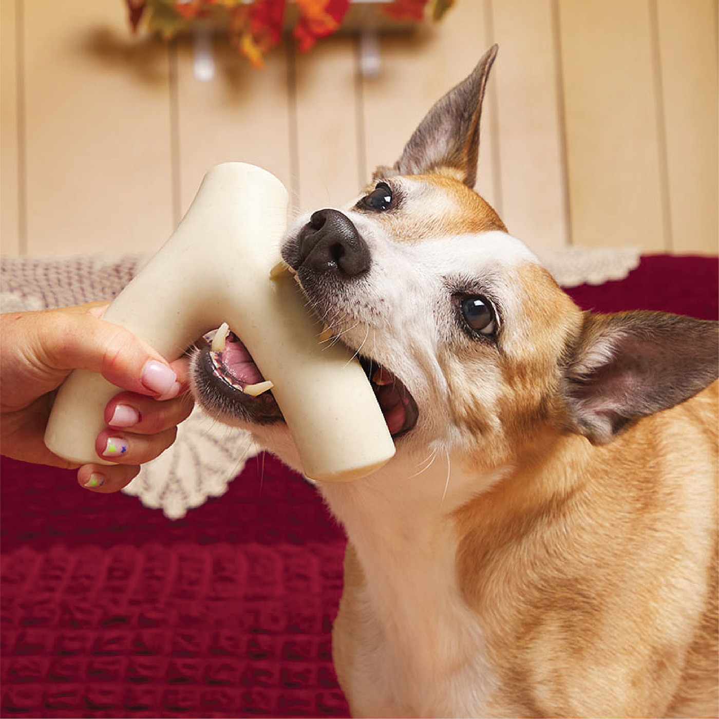 Jake Brosius，3D printing，Toys，Designed for dogs，Super chew，Super Chewer，