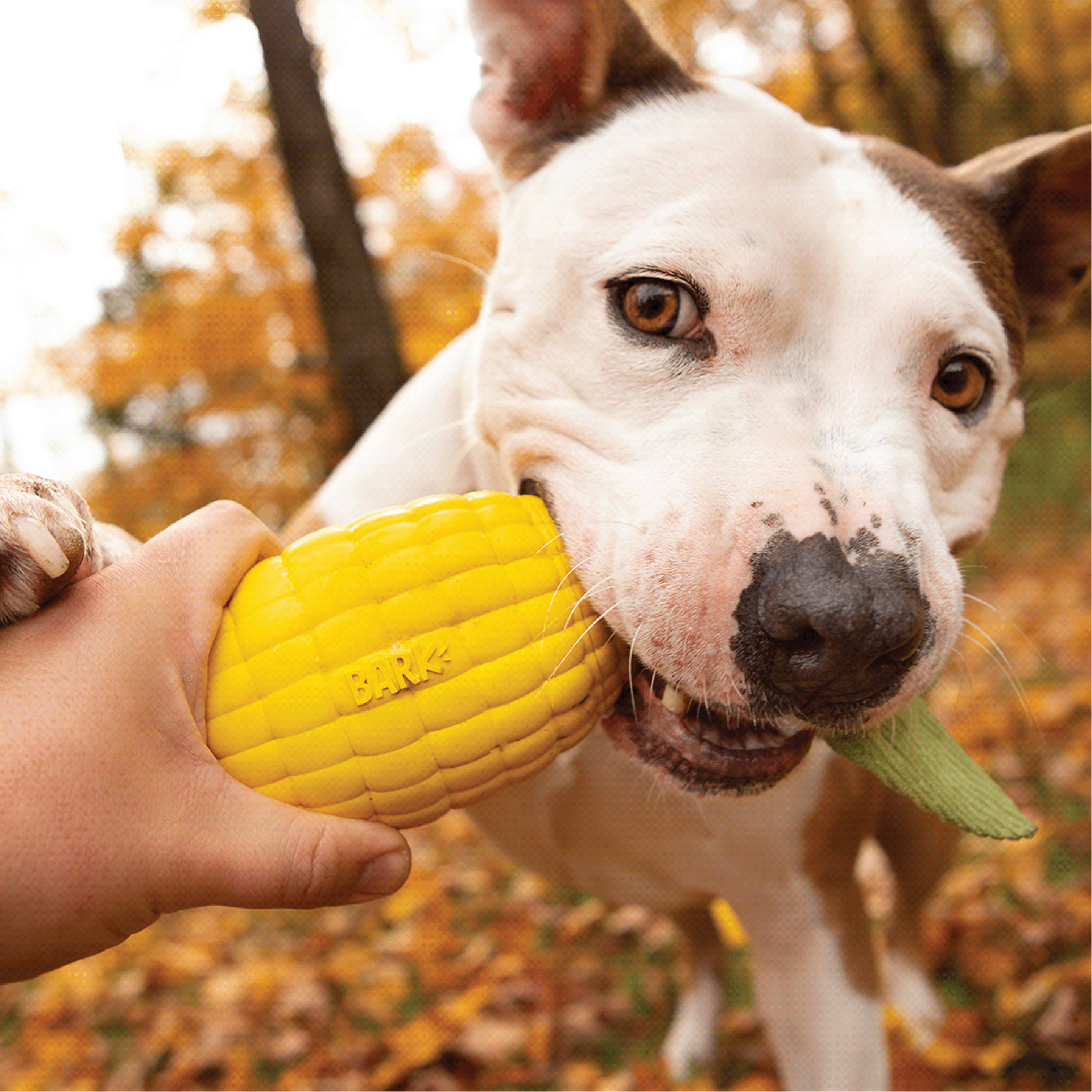 Jake Brosius，3D printing，Toys，Designed for dogs，Super chew，Super Chewer，