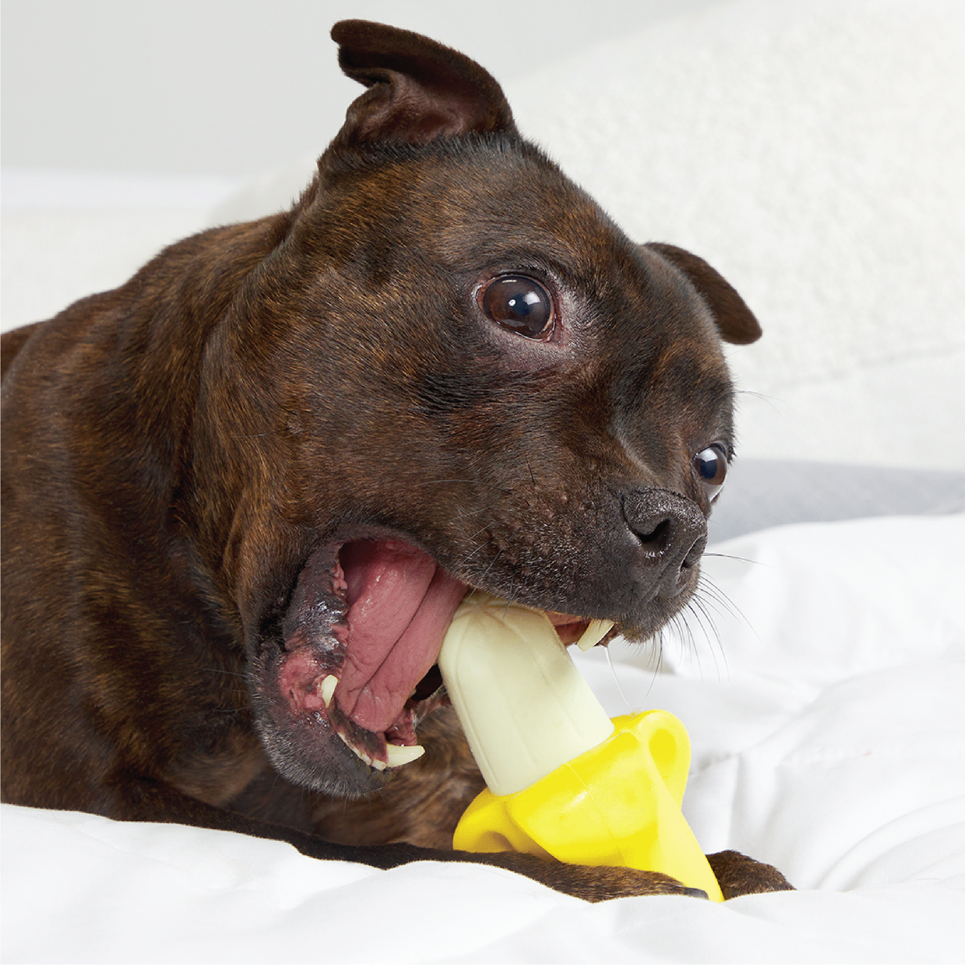 Jake Brosius，3D printing，Toys，Designed for dogs，Super chew，Super Chewer，