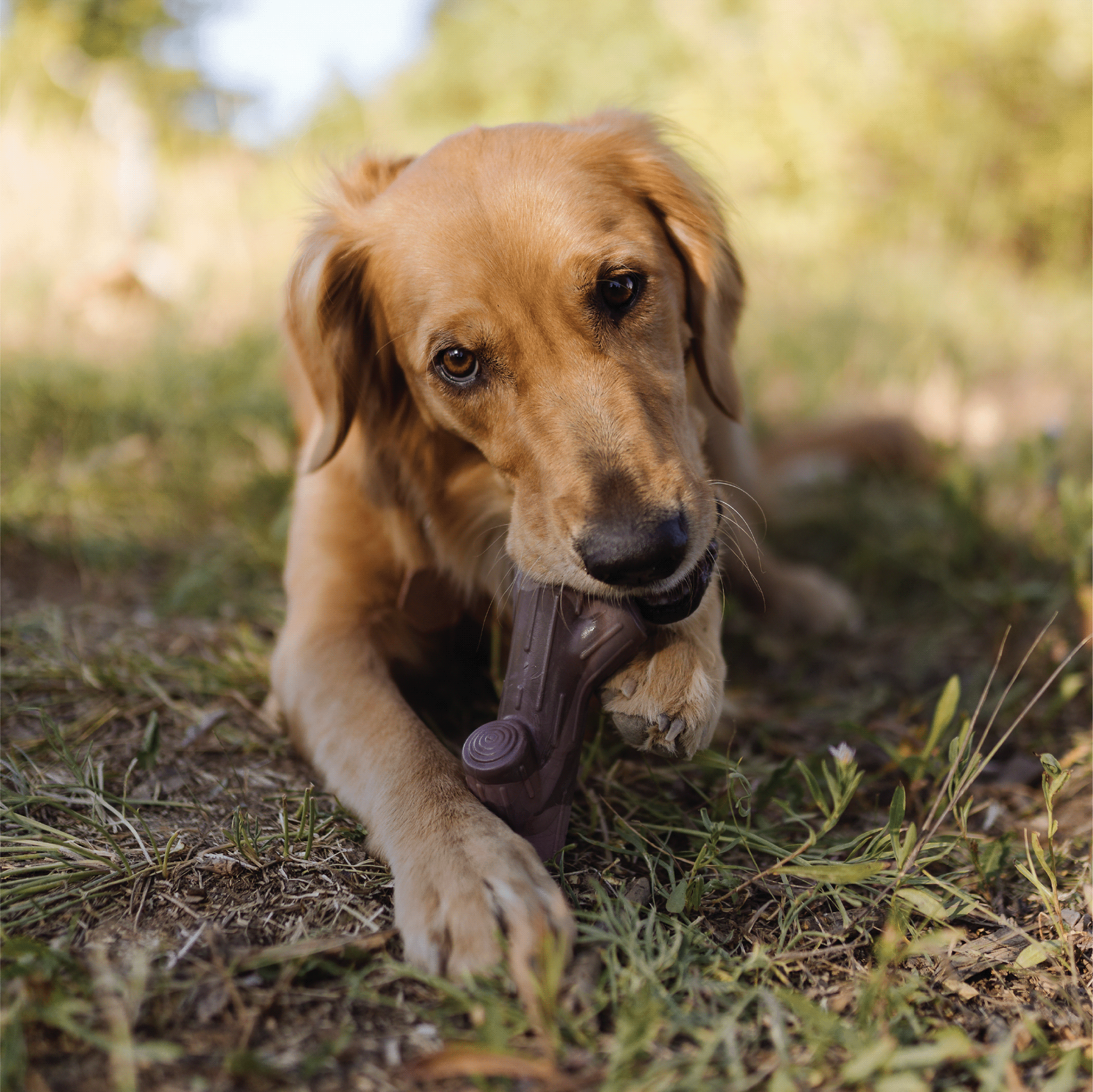 Jake Brosius，3D printing，Toys，Designed for dogs，Super chew，Super Chewer，