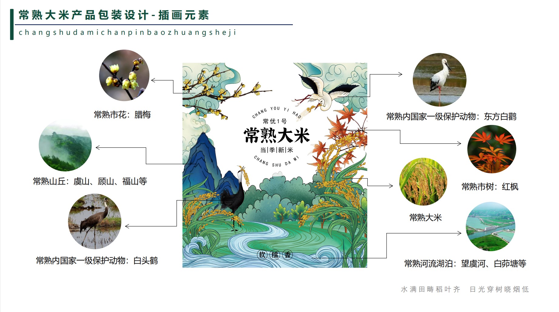 packing，rice，Hand drawn，