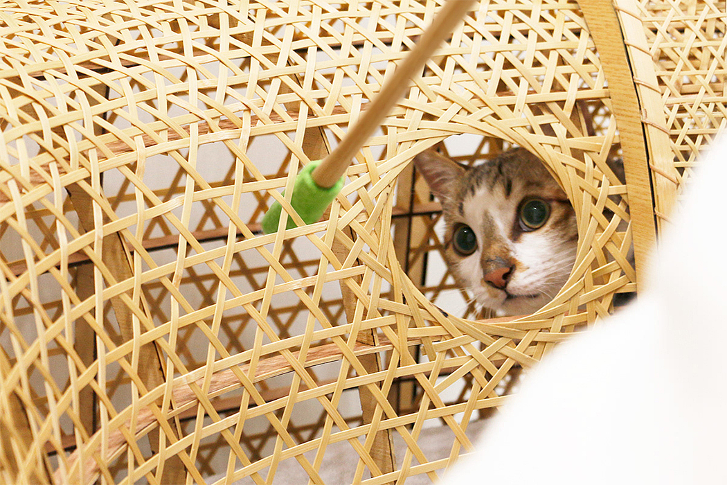 modularization，cat，furniture design ，Pets，product design，