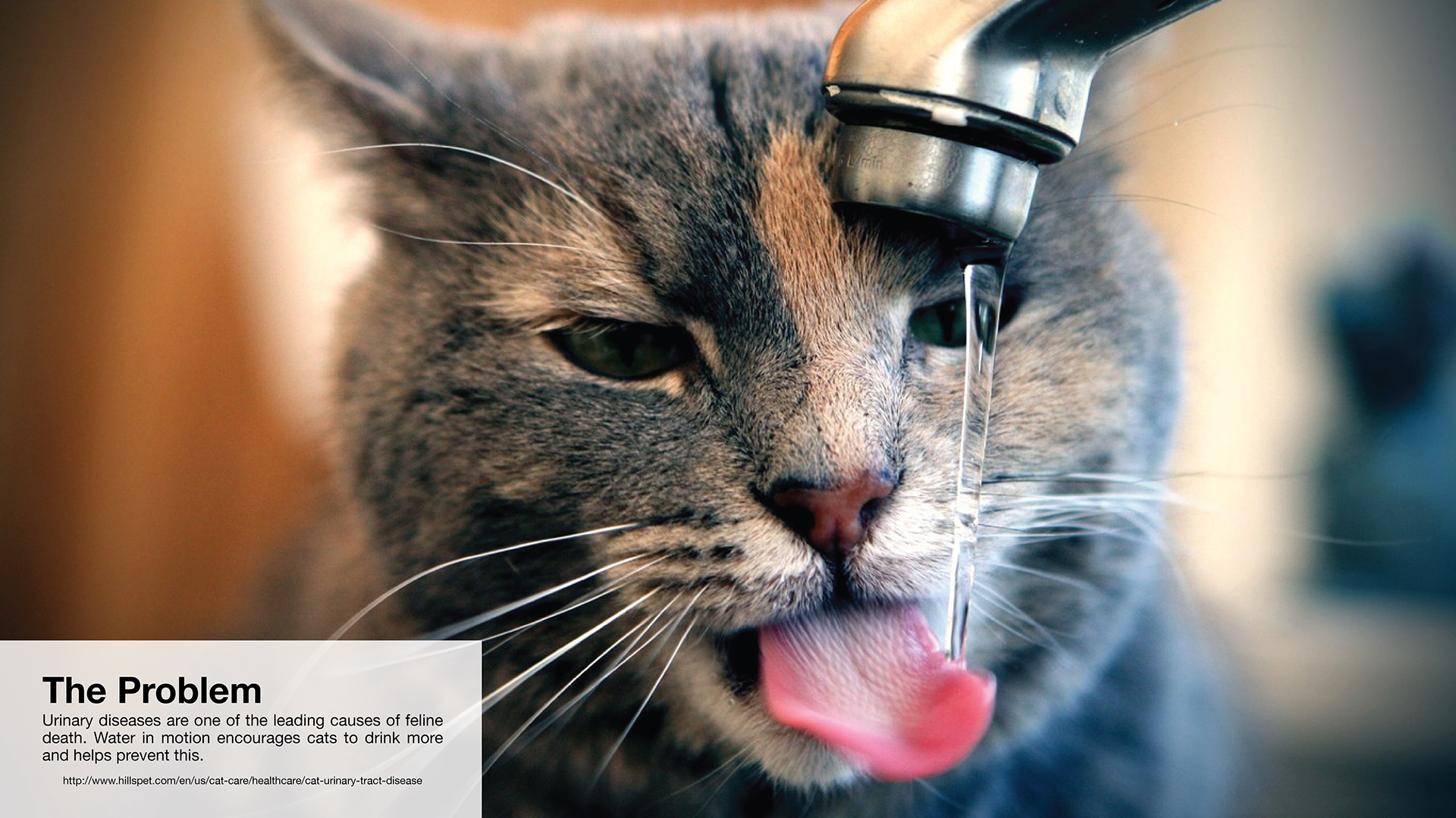 Pets，product design，drink water，
