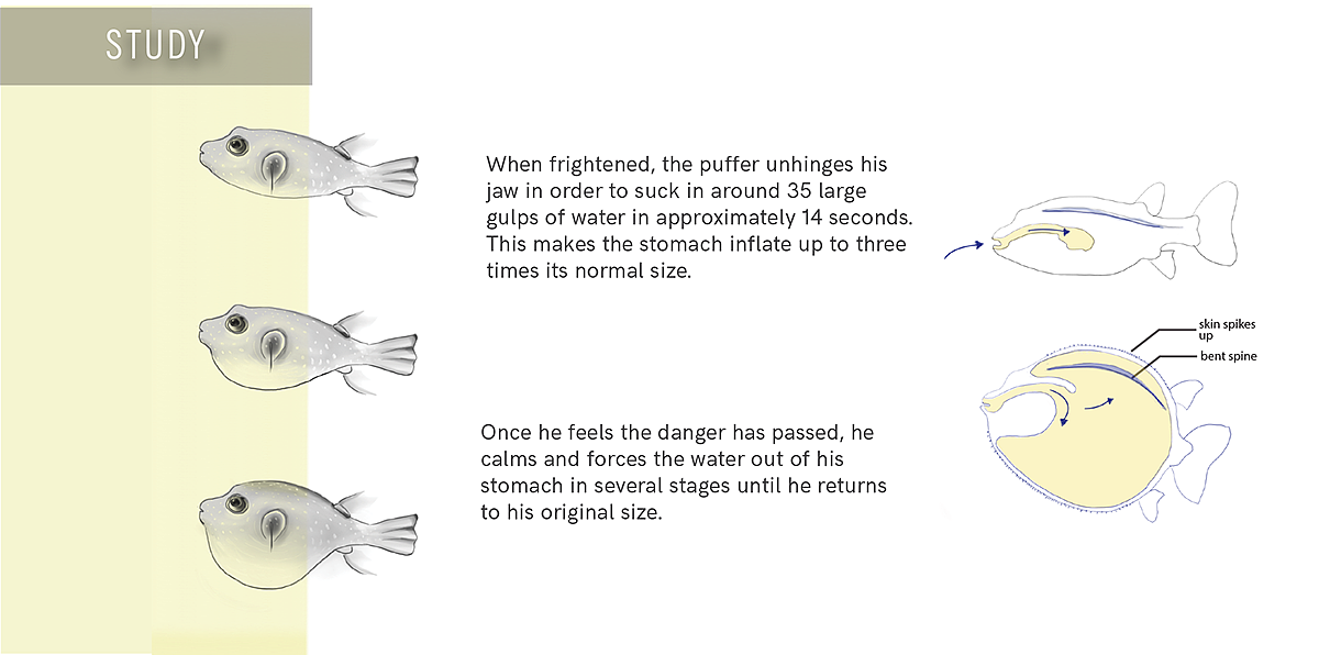 originality，ball，fish，Brainstorm，