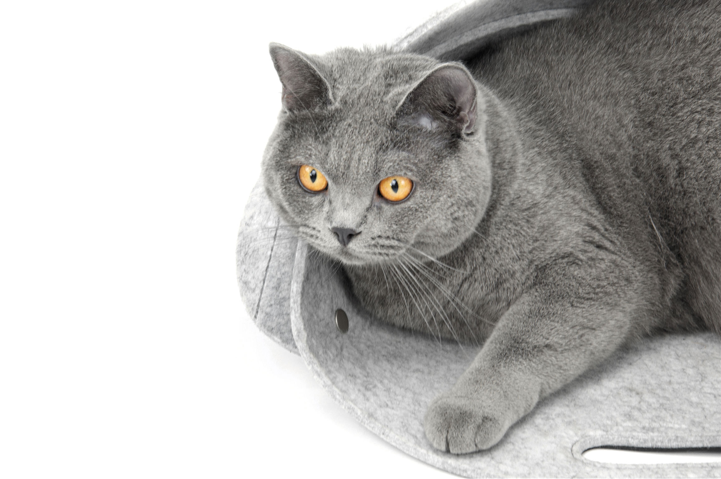 product design，leisure time，Pet bed，