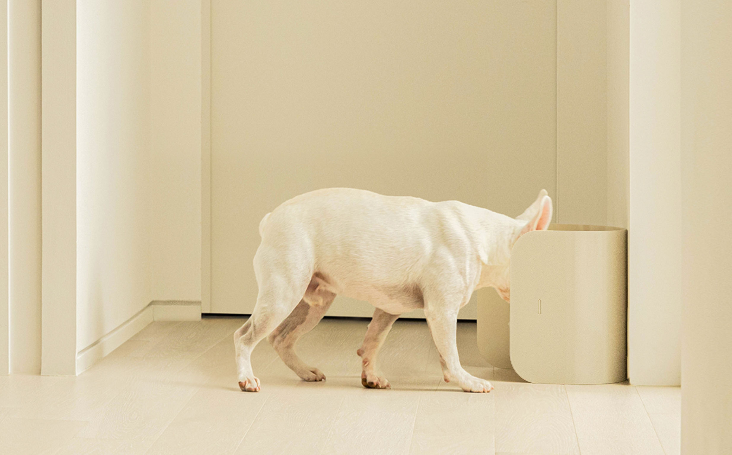 product design，leisure time，Pet accessories，