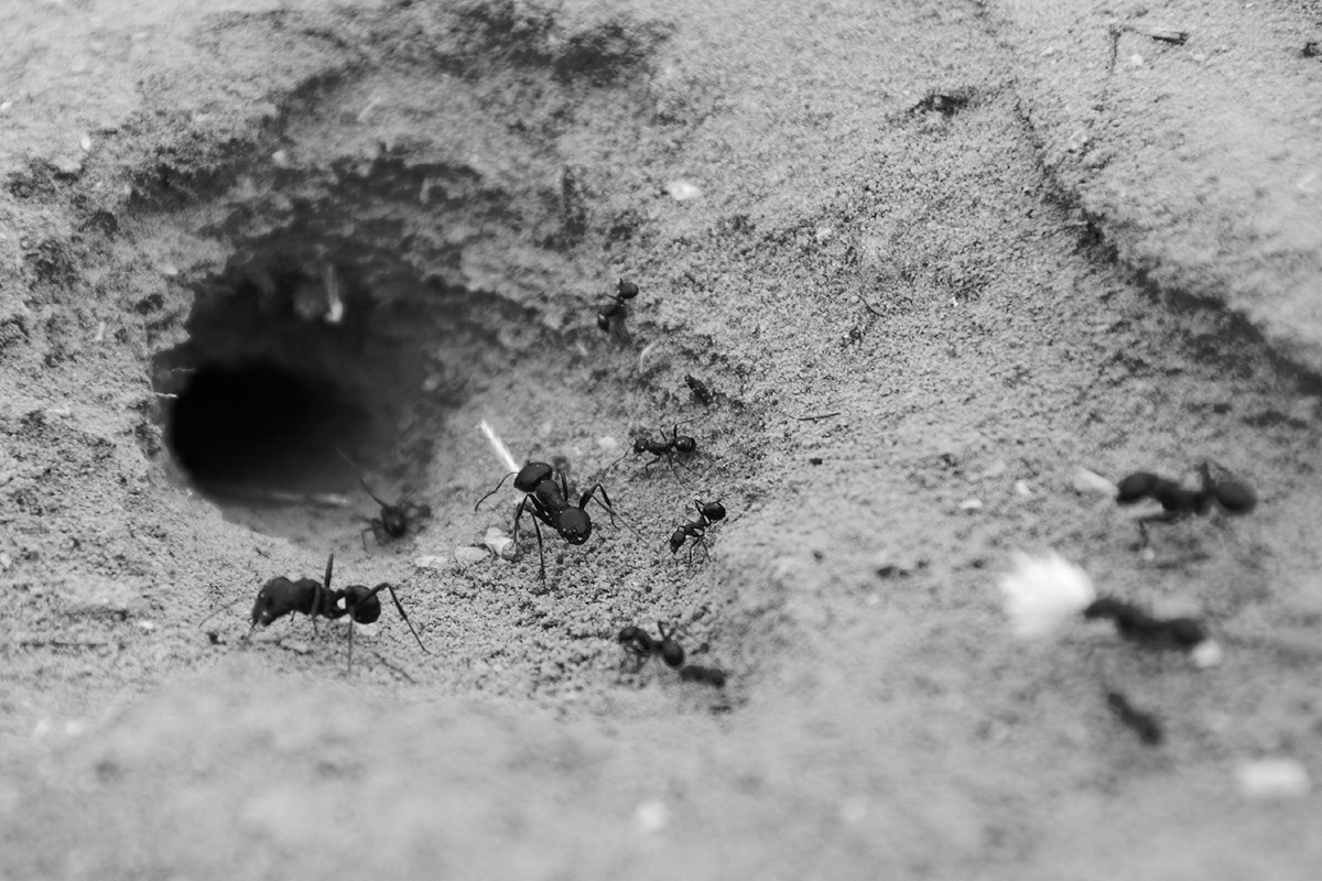 Ant Colony，prospecting，Lava cave，industrial design，Design，Environmental detection，