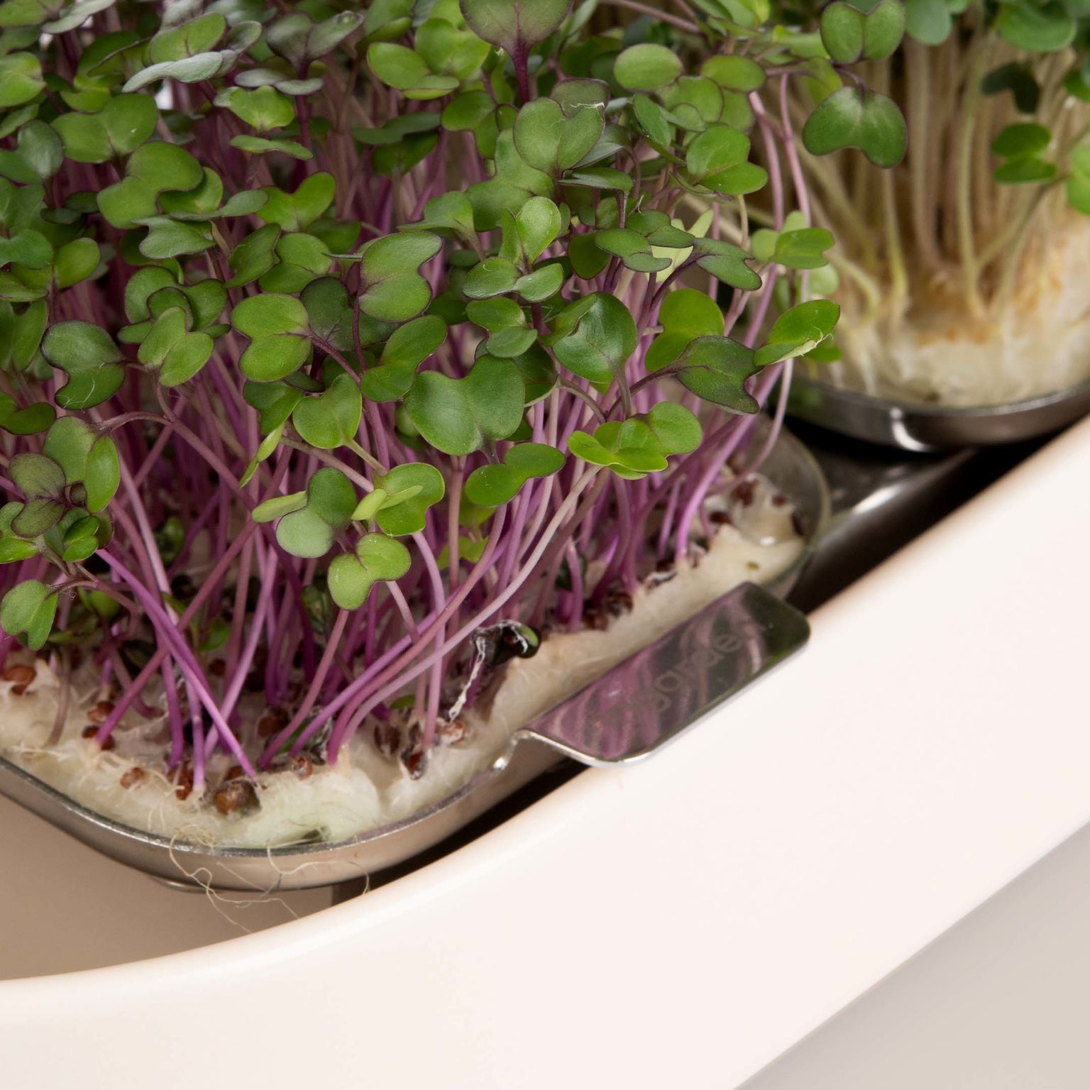 product design，Home/tableware，Gardening kit，