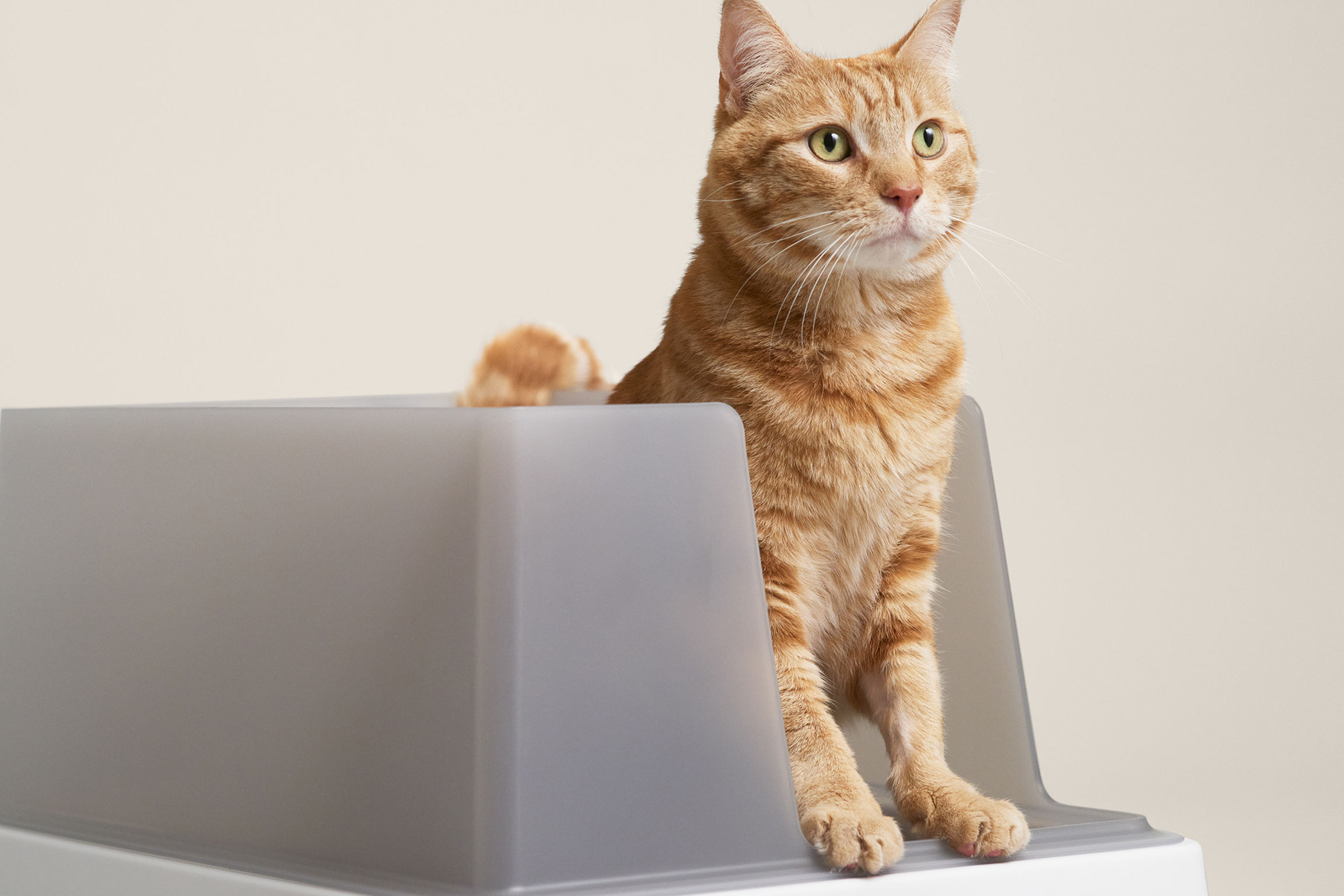 product design，leisure time，Pet accessories，