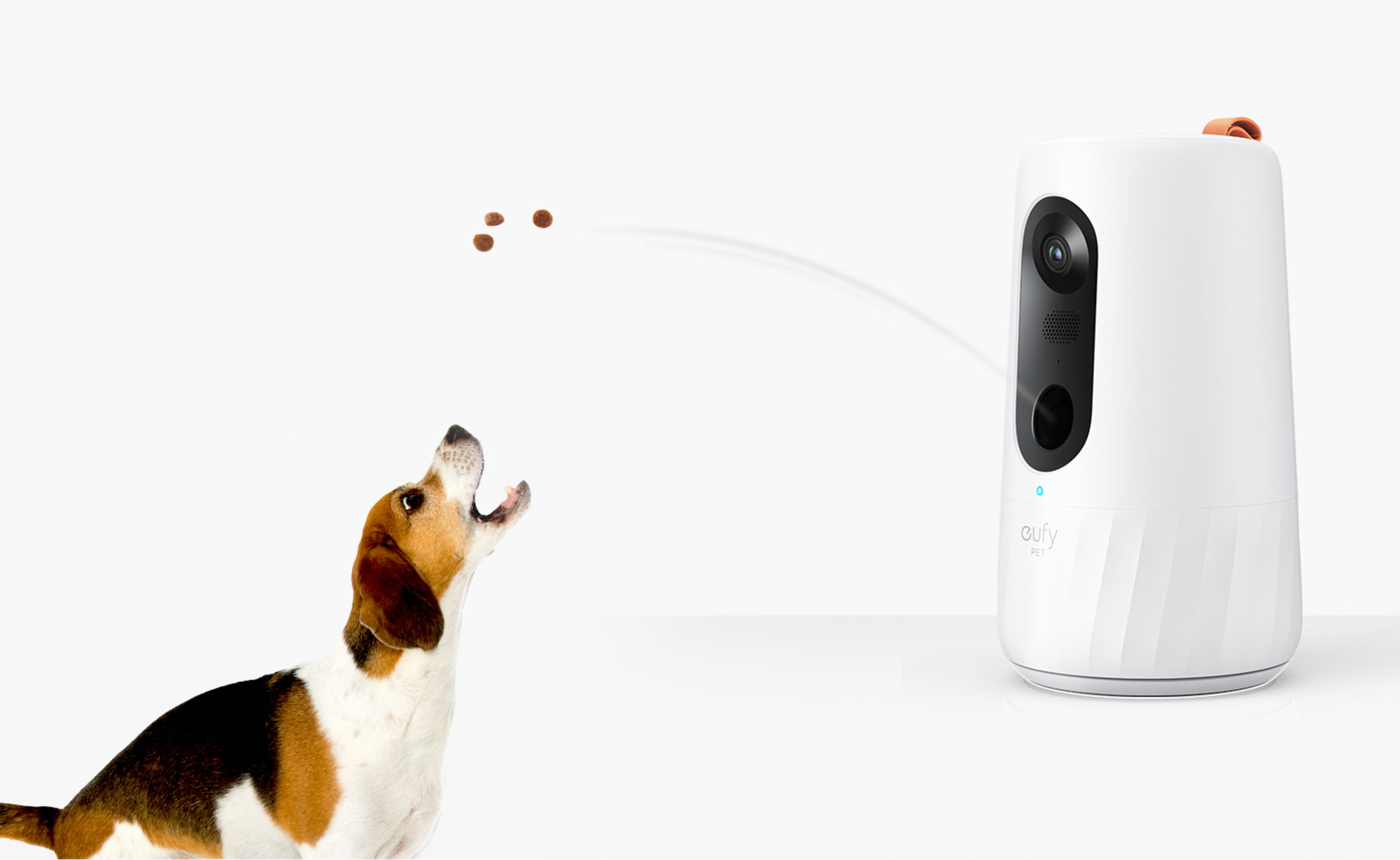 product design，leisure time，Pet accessories，