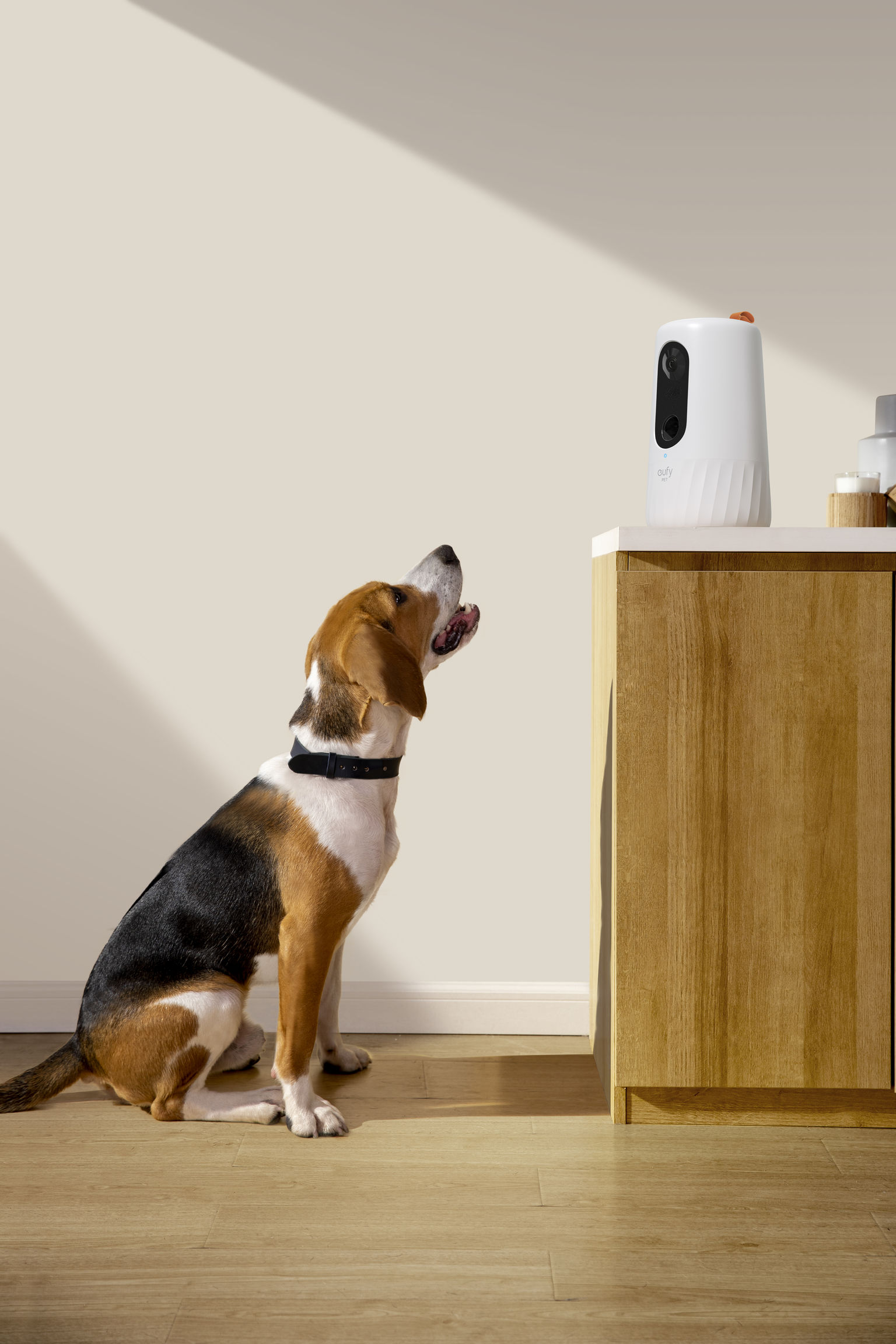product design，leisure time，Pet accessories，