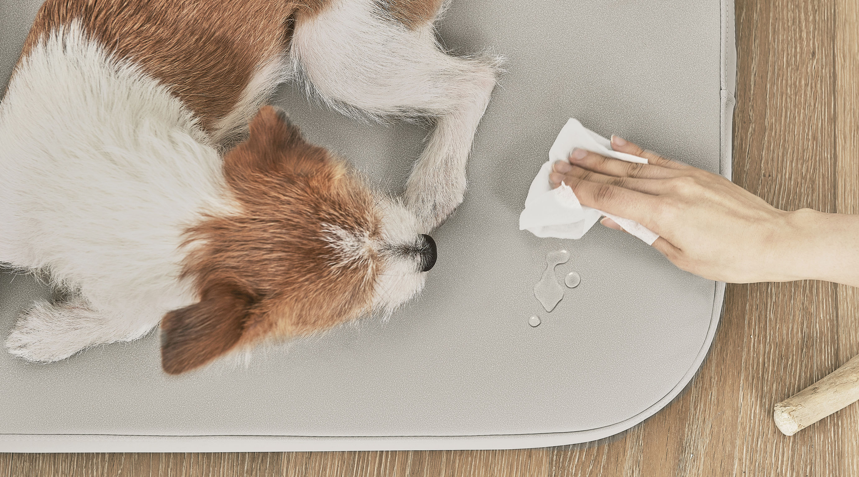 product design，leisure time，Pet accessories，