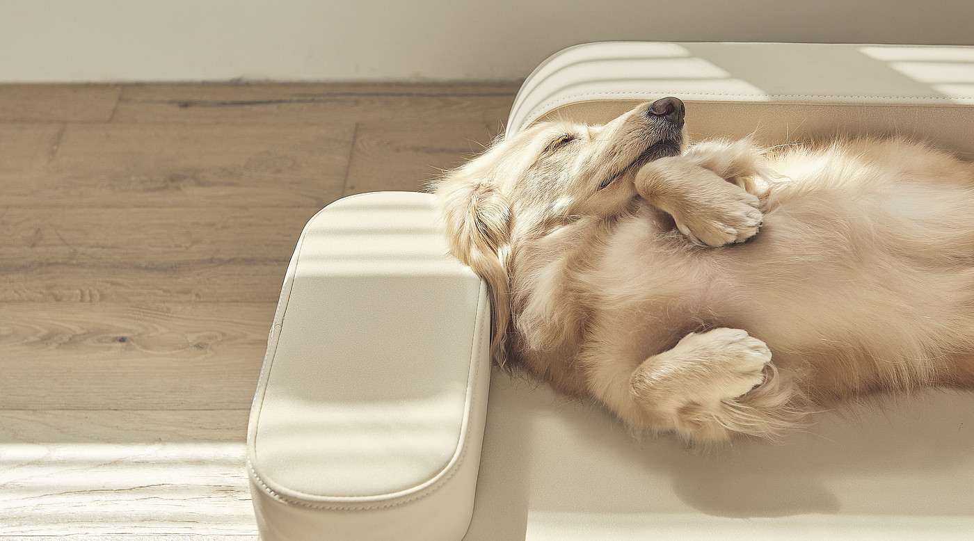 product design，leisure time，Pet accessories，