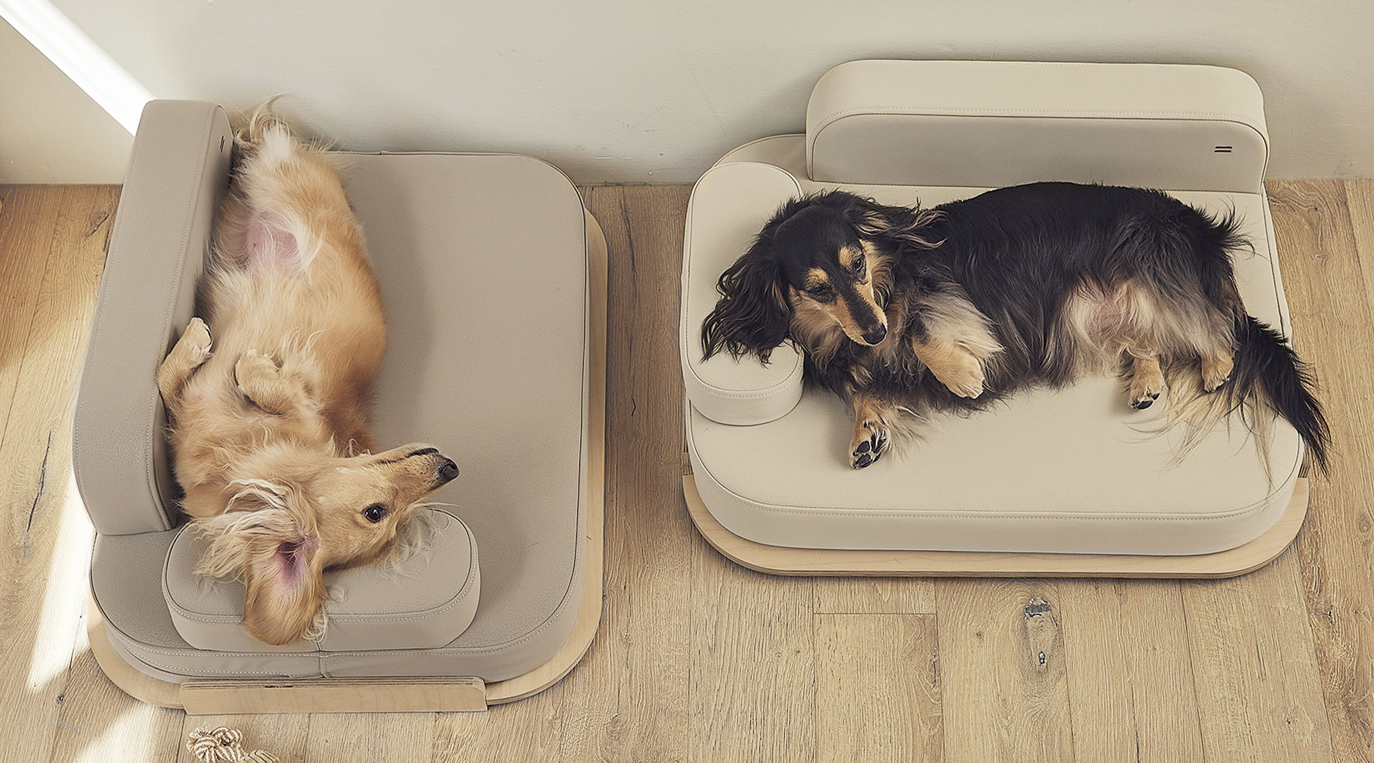 product design，leisure time，Pet accessories，