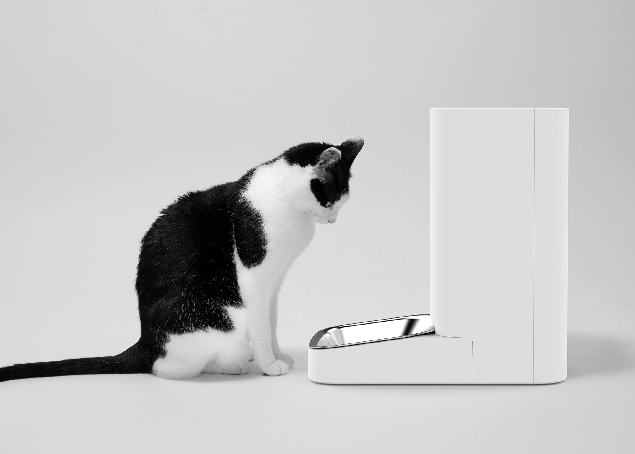 product design，leisure time，Pet accessories，