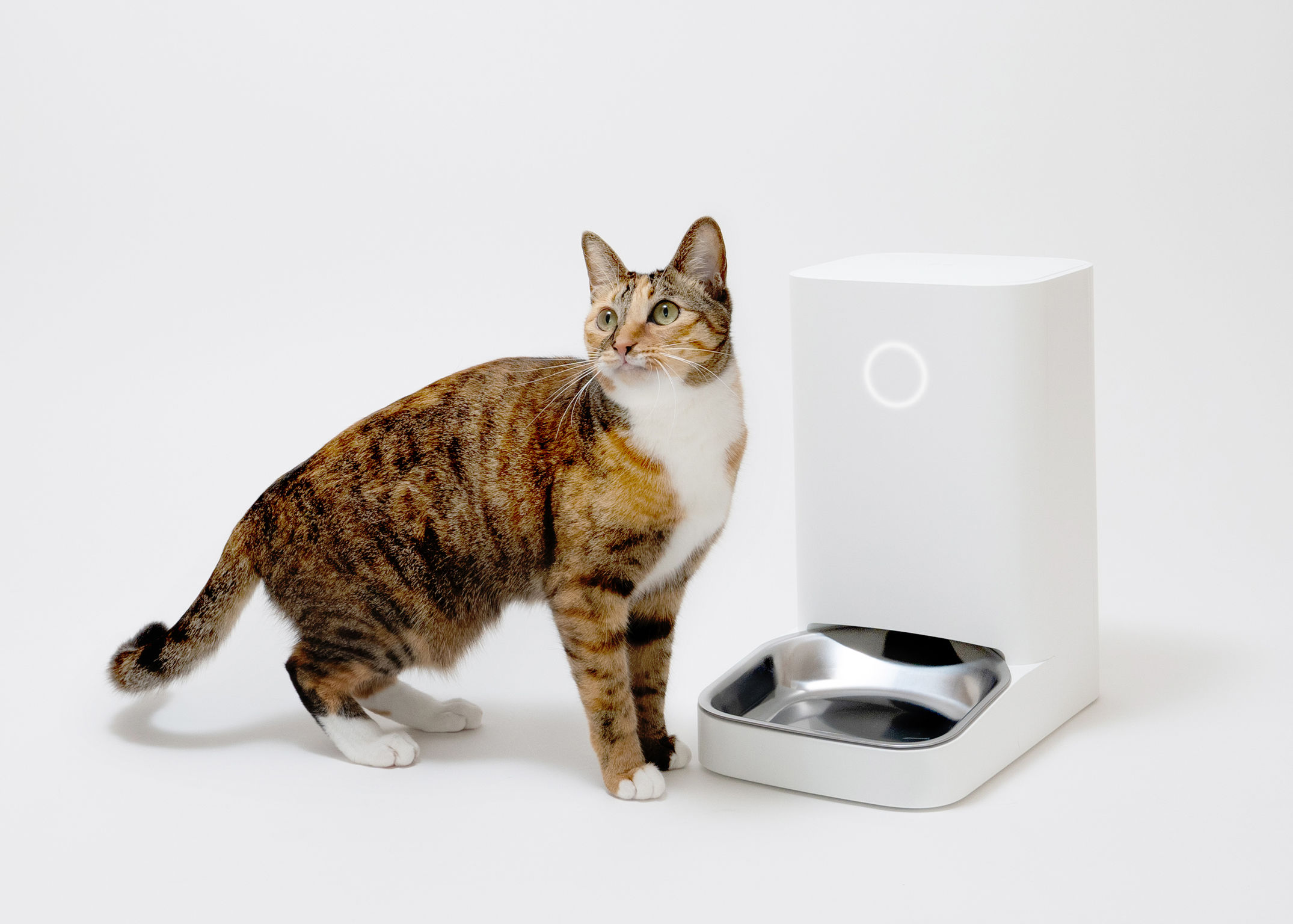 product design，leisure time，Pet accessories，