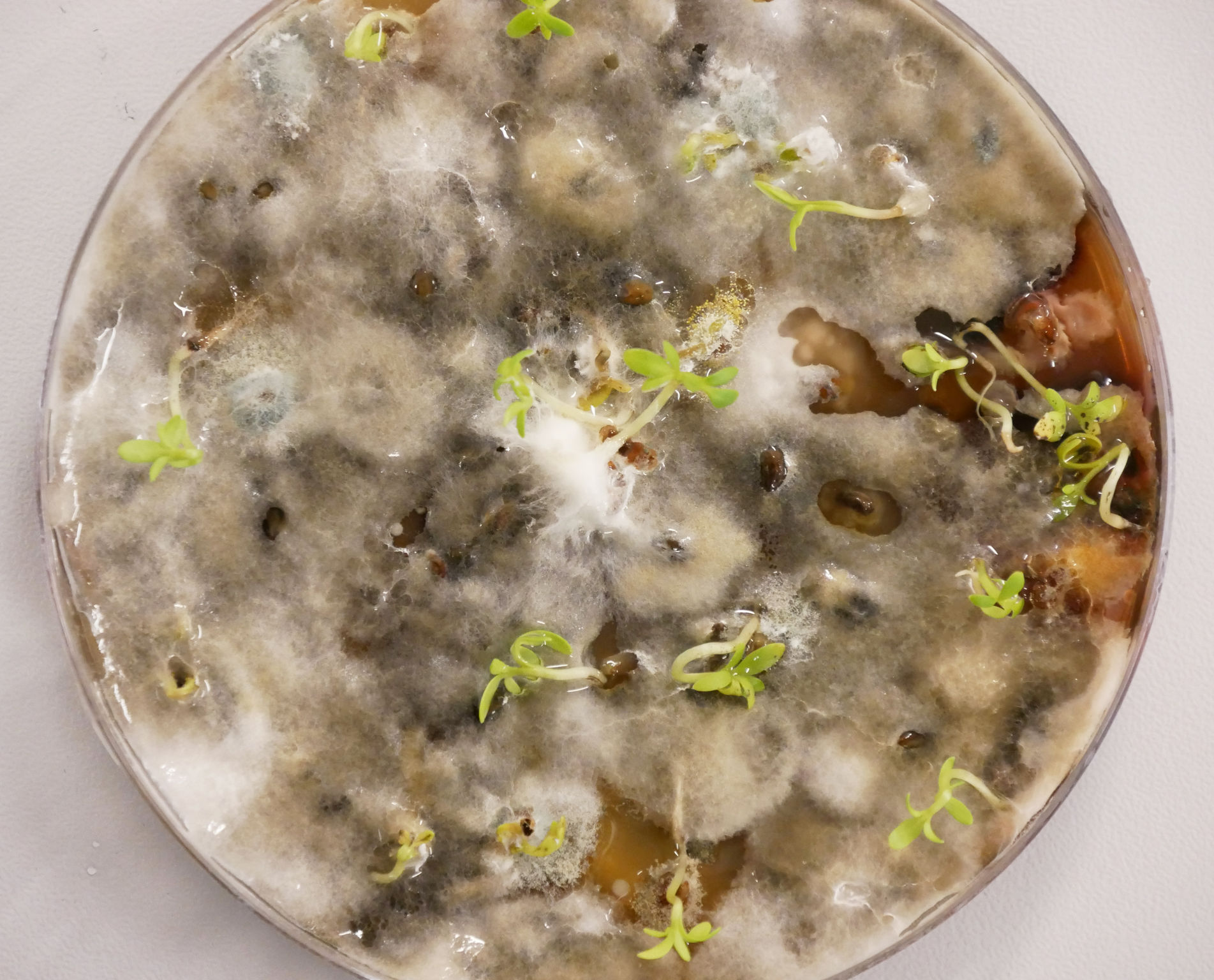 product design，Public Design/Retail Projects，Degradable coffin，