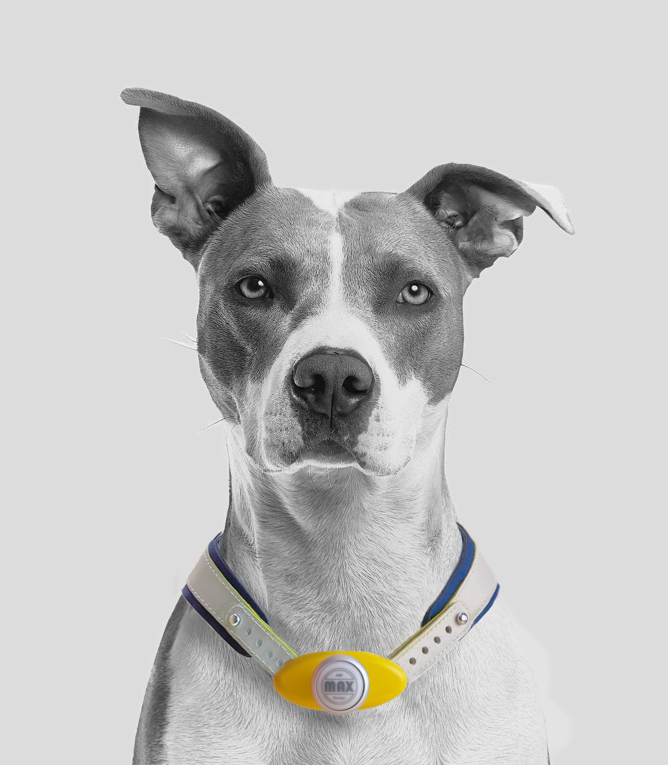 product design，leisure time，Pet accessories，