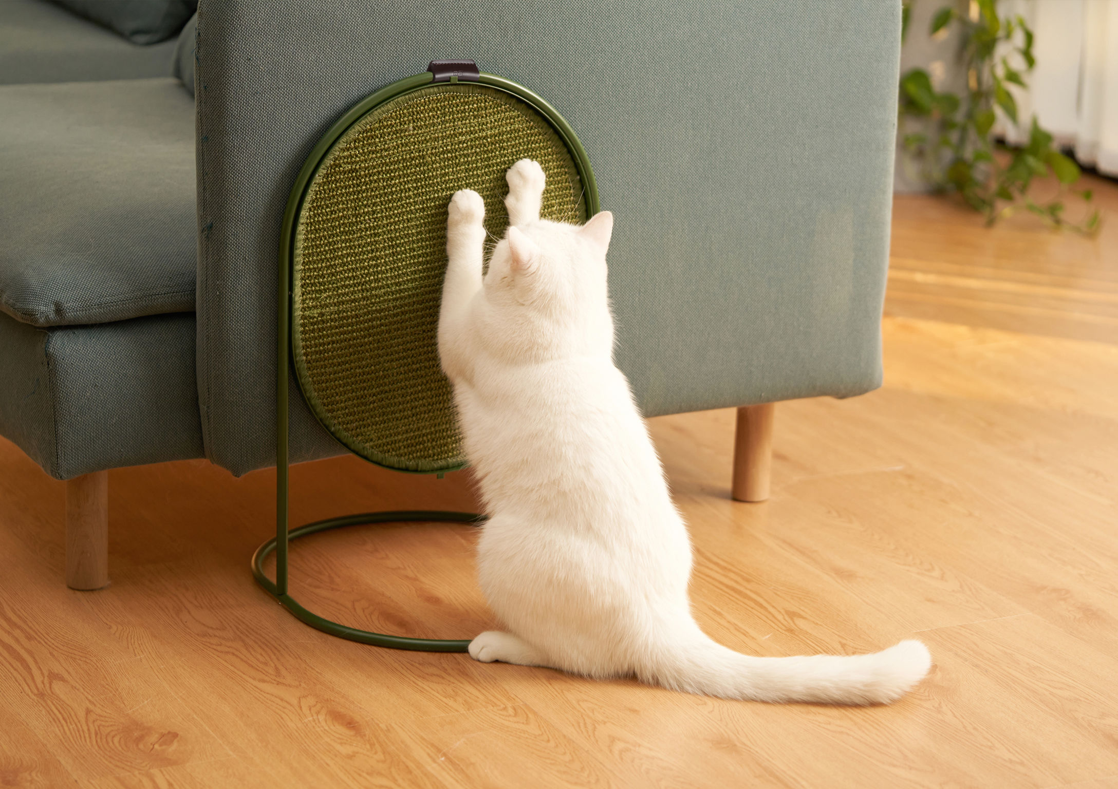 product design，leisure time，Pet accessories，