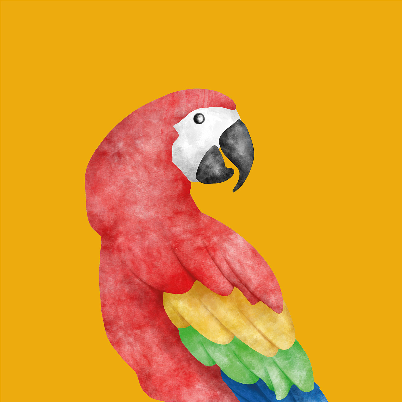 graphic design ，packing design，brand，La Guacamaya，