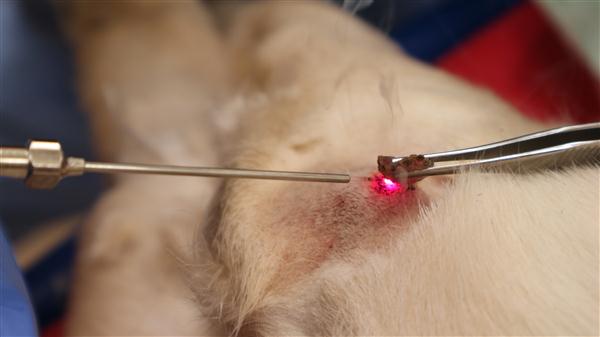 Laser therapy，Animal therapeutic instrument，cosmetic instrument，medical apparatus and instruments，Appearance design，industrial design，Structural design，