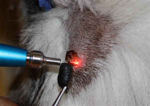 Laser therapy，Animal therapeutic instrument，cosmetic instrument，medical apparatus and instruments，Appearance design，industrial design，Structural design，
