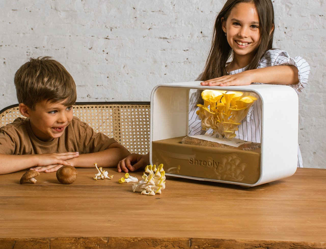 Shrooly，plant，Home，science and technology，Green plant，