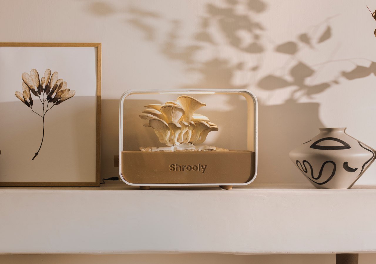 Shrooly，plant，Home，science and technology，Green plant，