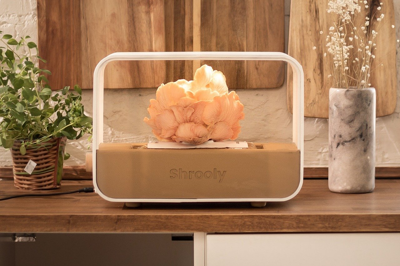 Shrooly，plant，Home，science and technology，Green plant，