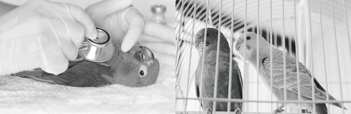 intelligence，Appearance design，product design，Bird stand，C jjack，camera，Monitor，Pet camera，