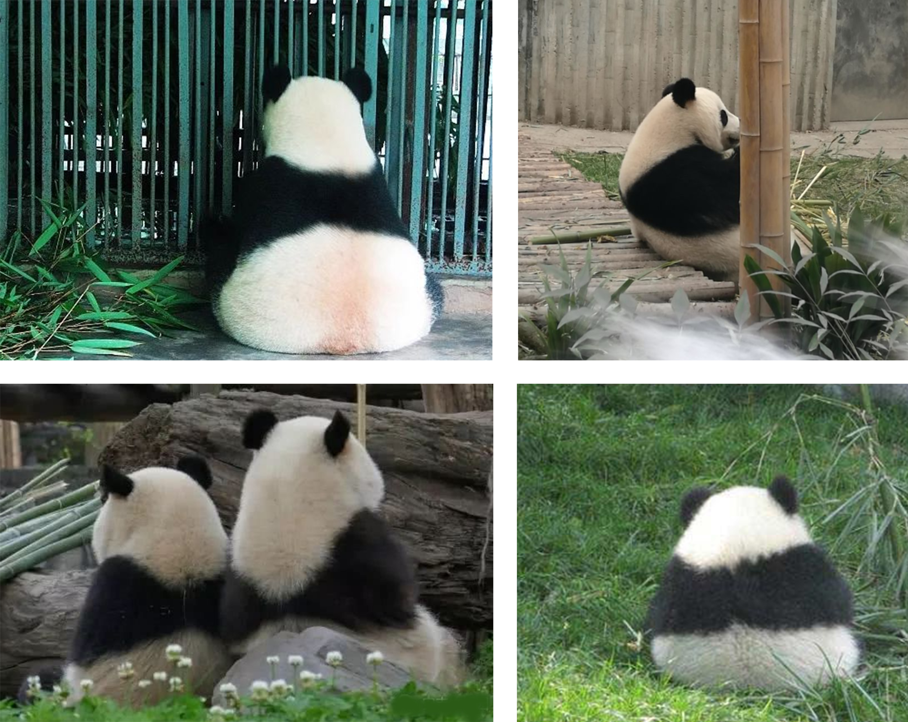 Water cup; Tea cup; Panda; Ceramic cup; Glass; Mug，