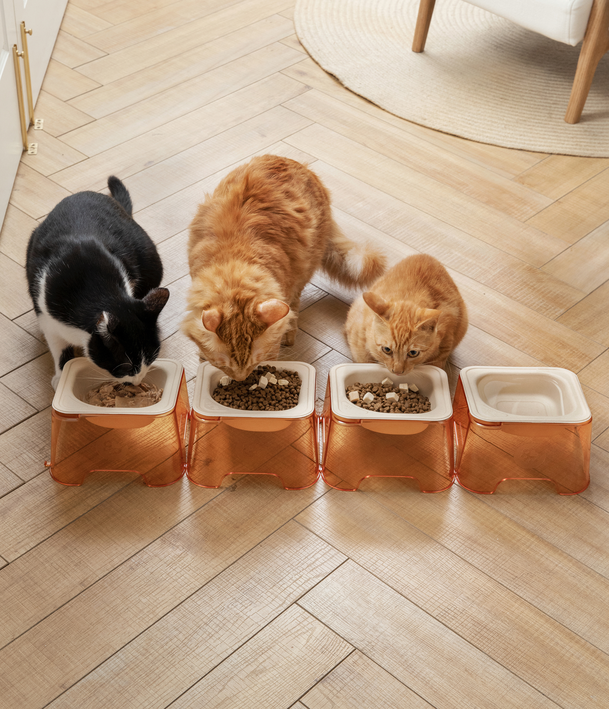 Pet bowl，environment protection，cat，disposable，Green design，