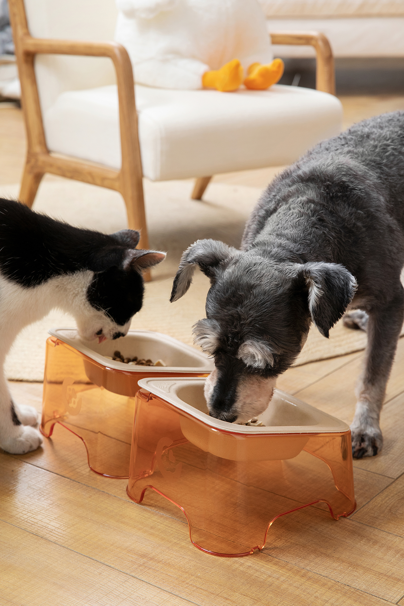 Pet bowl，environment protection，cat，disposable，Green design，