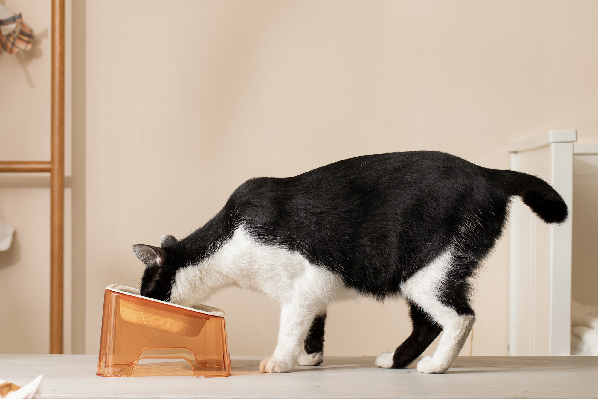 Pet bowl，environment protection，cat，disposable，Green design，