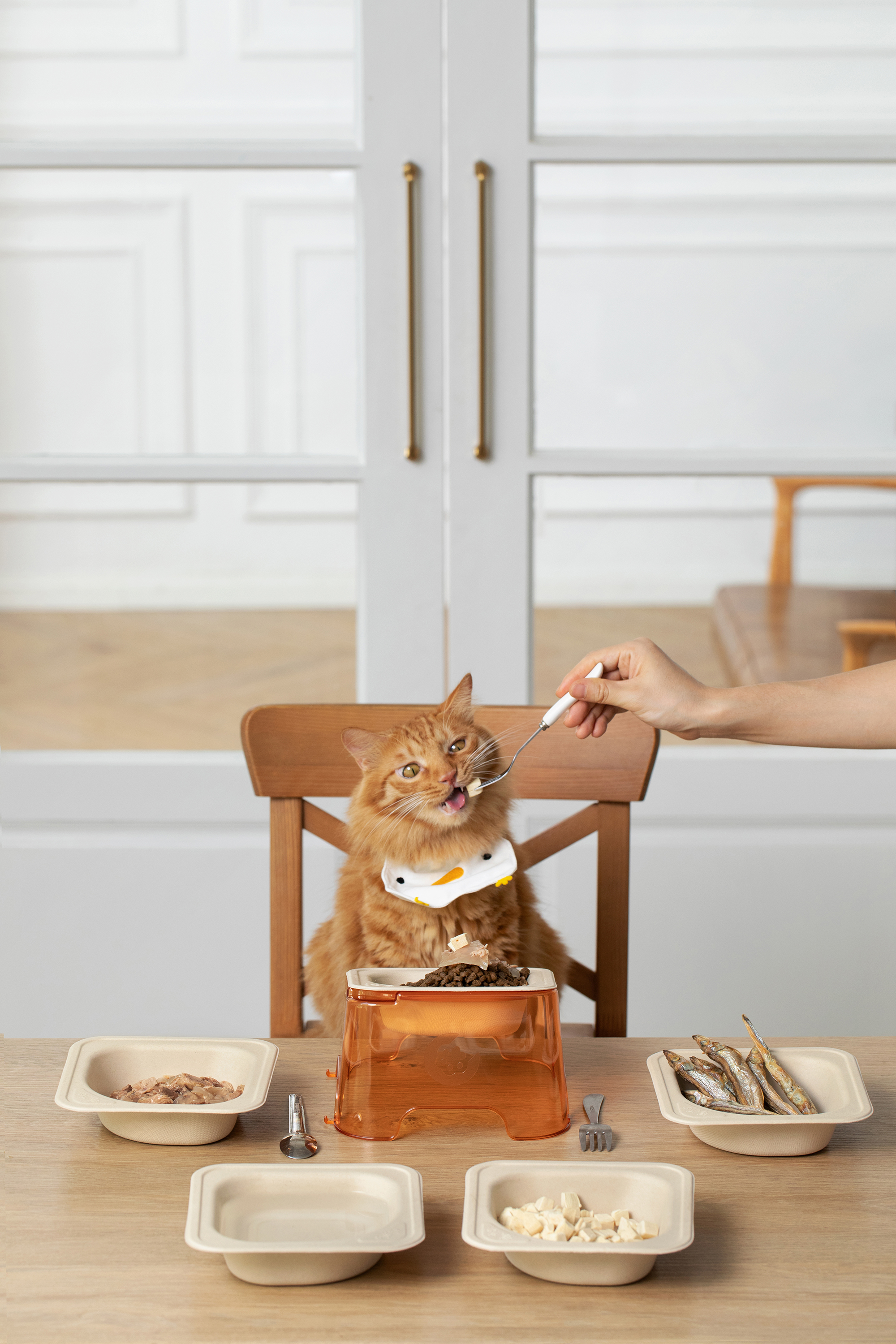 Pet bowl，environment protection，cat，disposable，Green design，