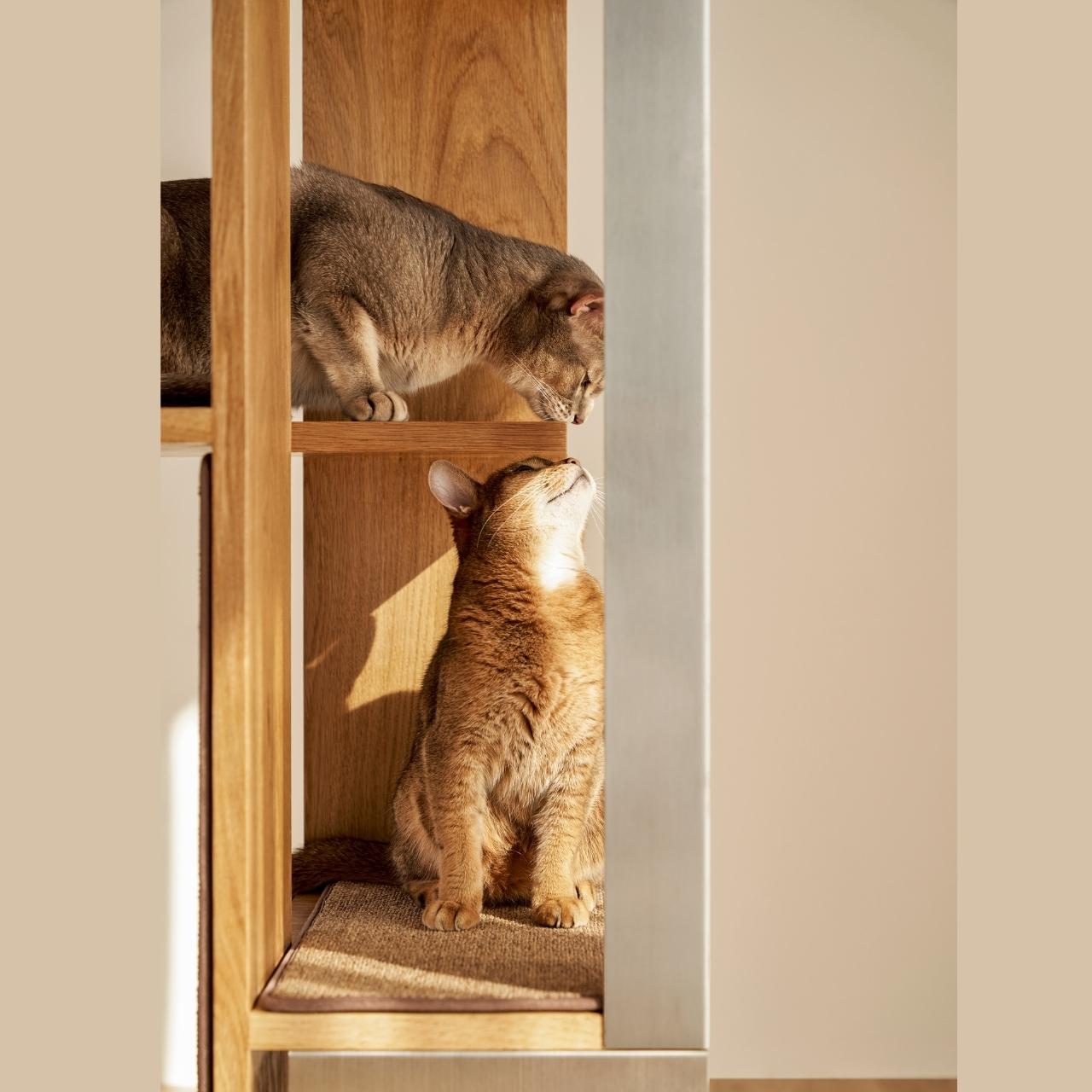 Petpartment，Cat climbing frame，furniture，originality，