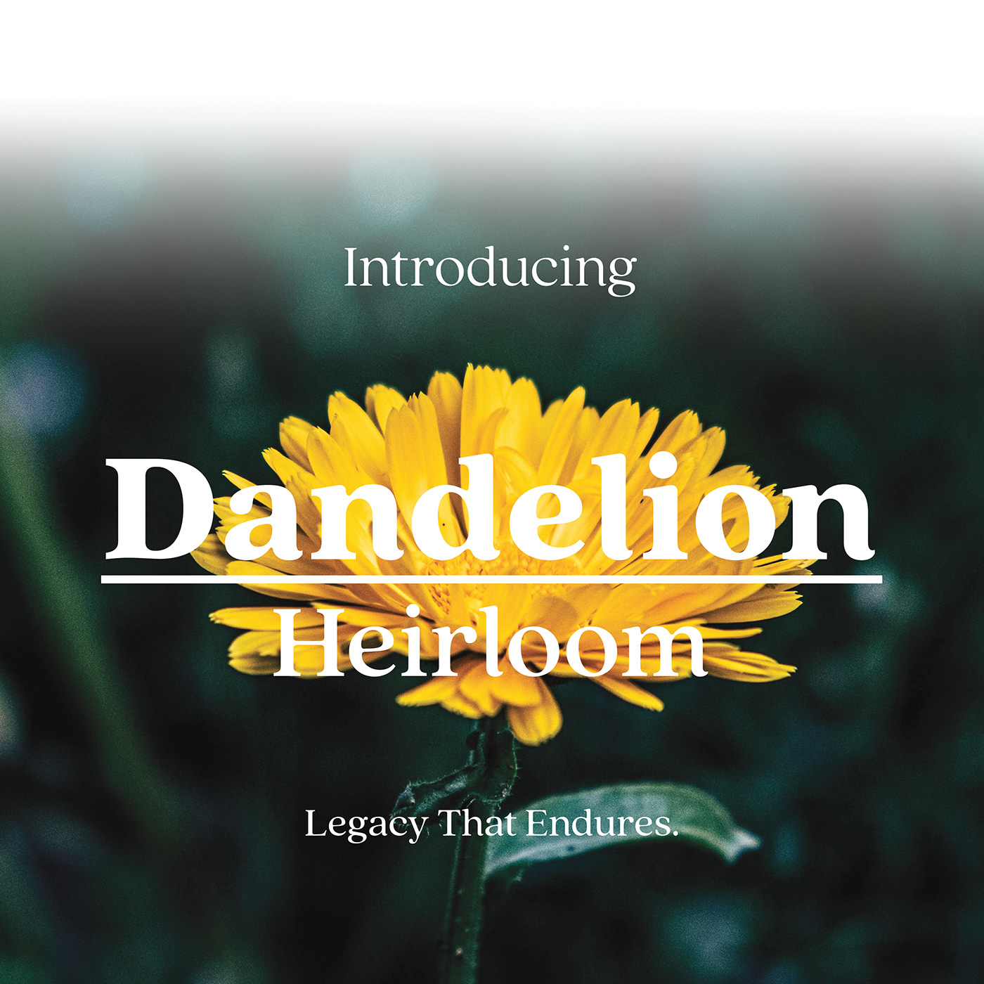 ceramics，brand，Ceramic，storage box，