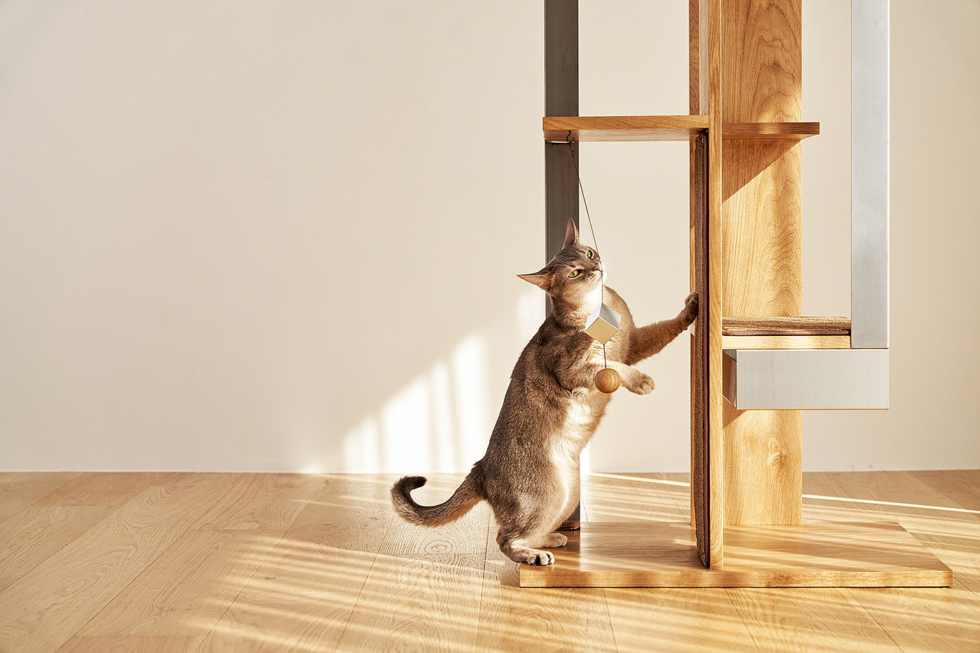 Petpartment，Pet apartment，Natural beauty，Simple and modern，Building interior，