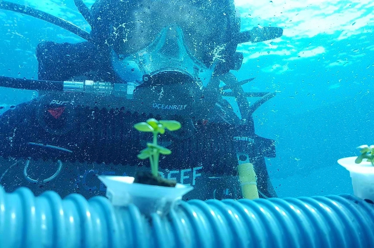 Nemo’s Garden，水下植物，水下农场，工业设计，