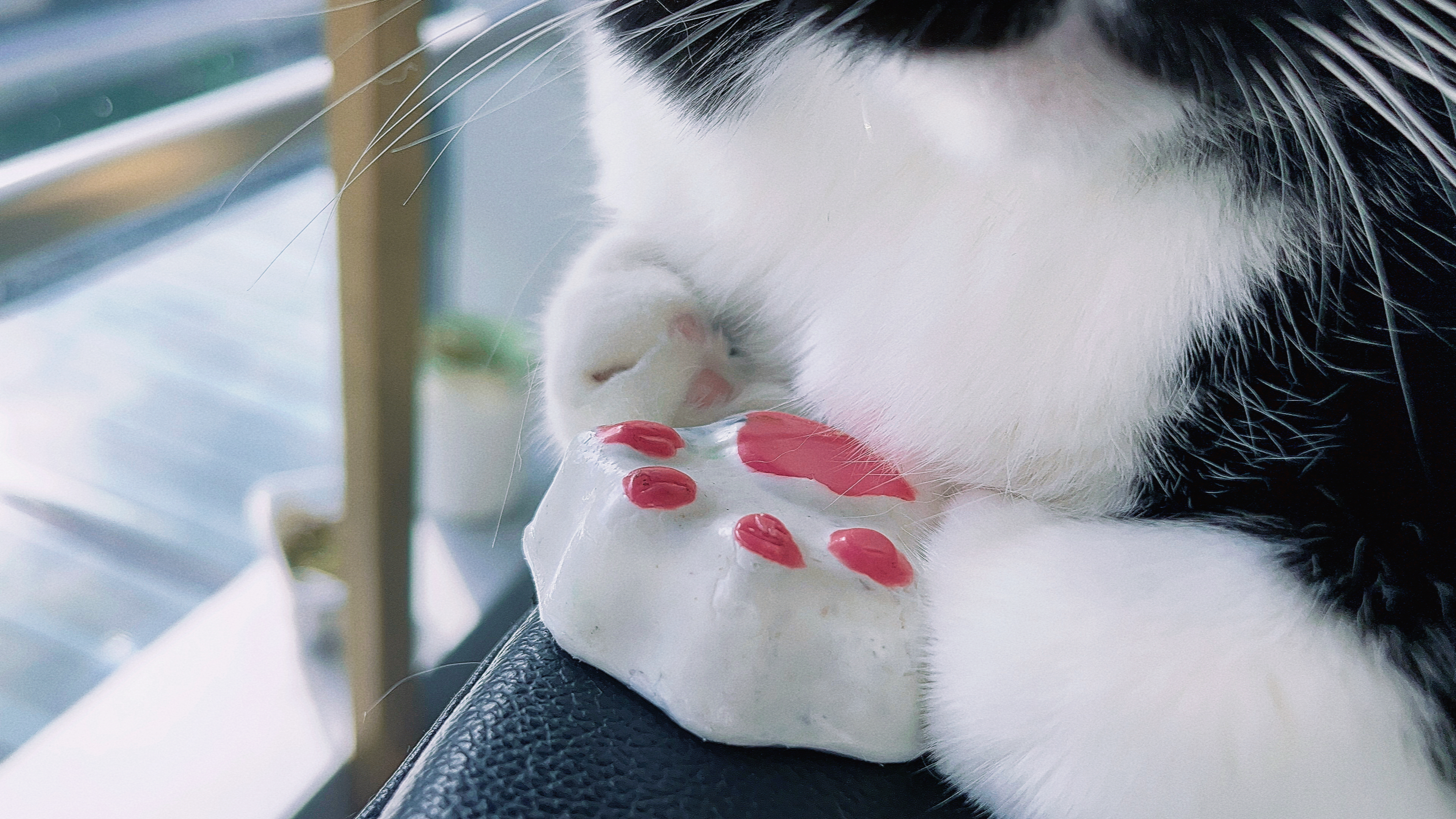 bottle cap，Cat claw，sustainable，regenerate，