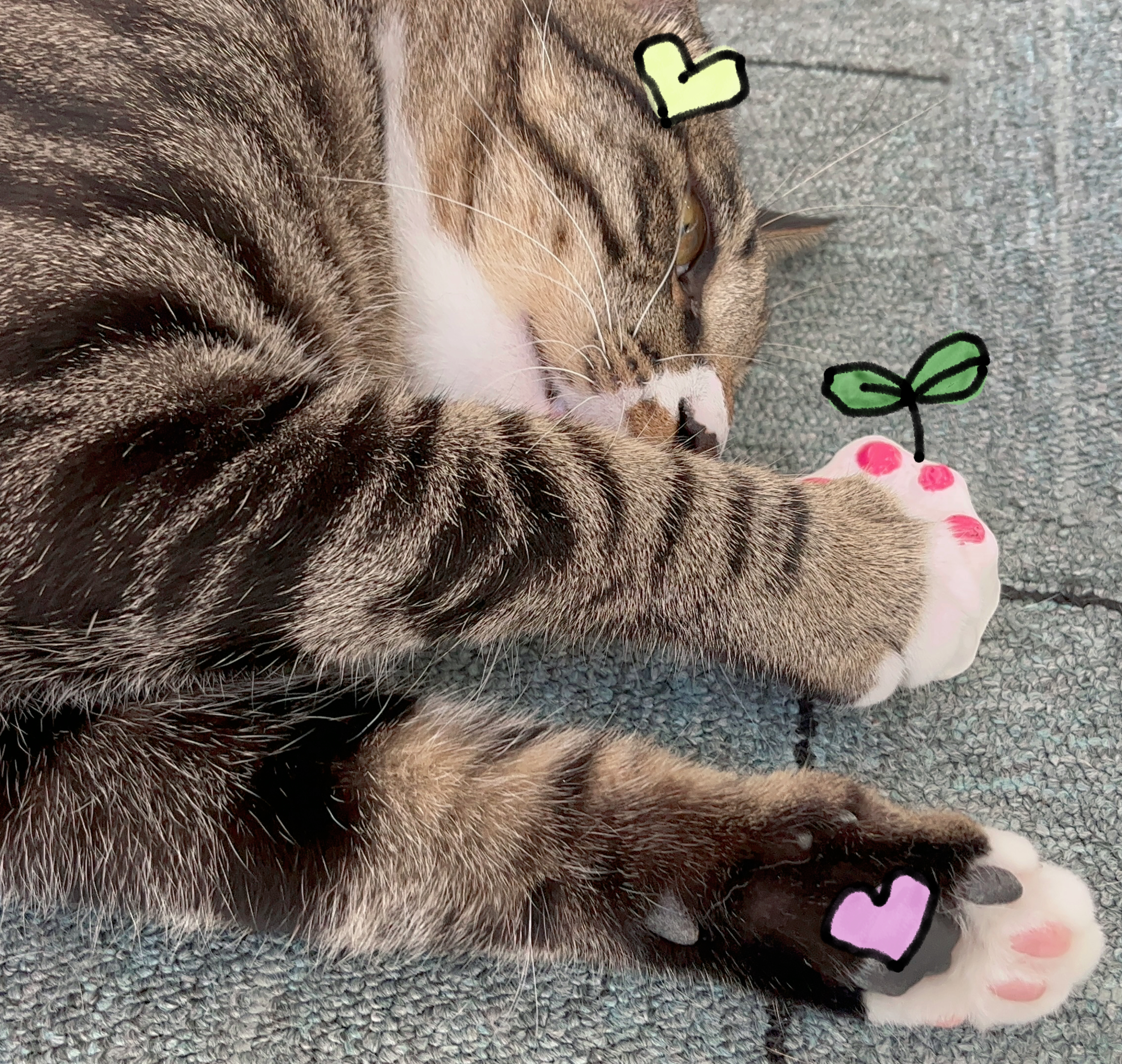 bottle cap，Cat claw，sustainable，regenerate，