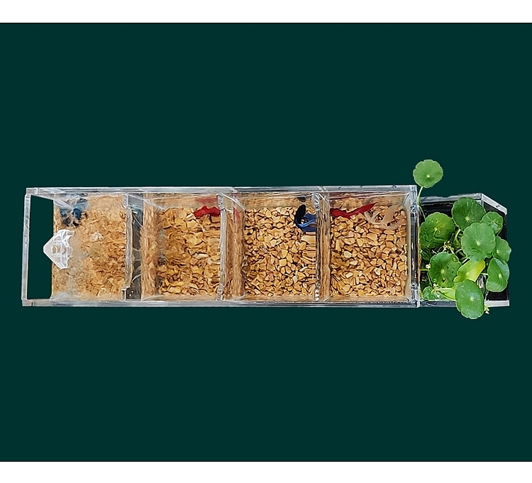 Drop type，Isolation cylinder，Water cycle，Filter without water change，