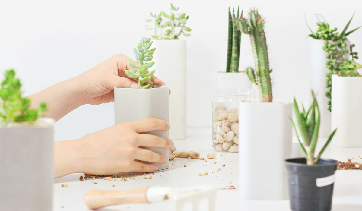 Home Furnishing，furniture，Ornaments，Soft outfit，Botany，cement，Flowerpot，