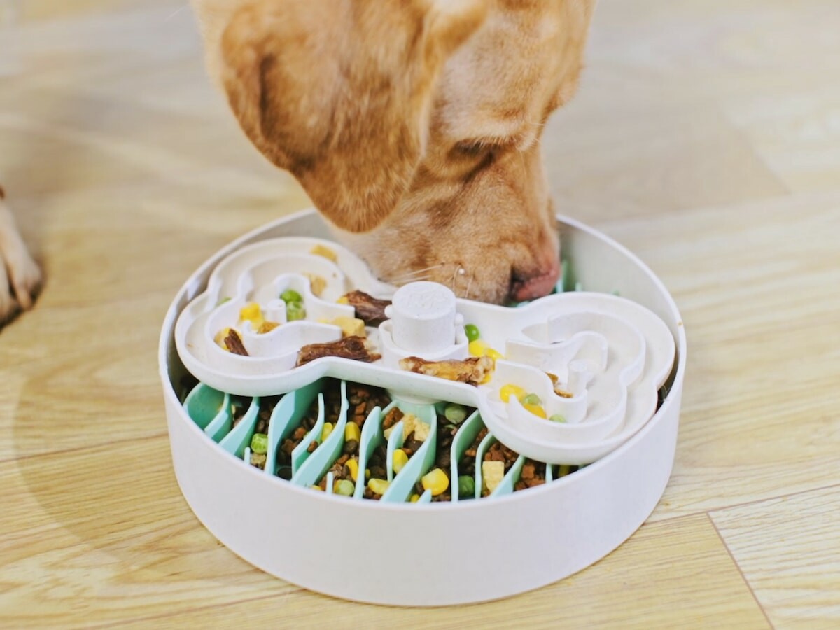 feed，Eat slowly，aid digestion，