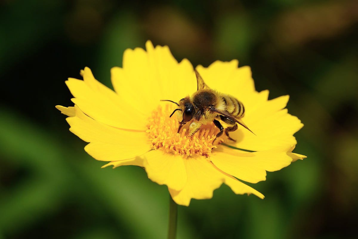 DOFI，Car safety hammer，Vehicle fragrance，auto parts，